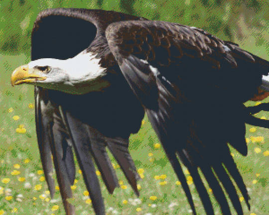 Eagle In Flight